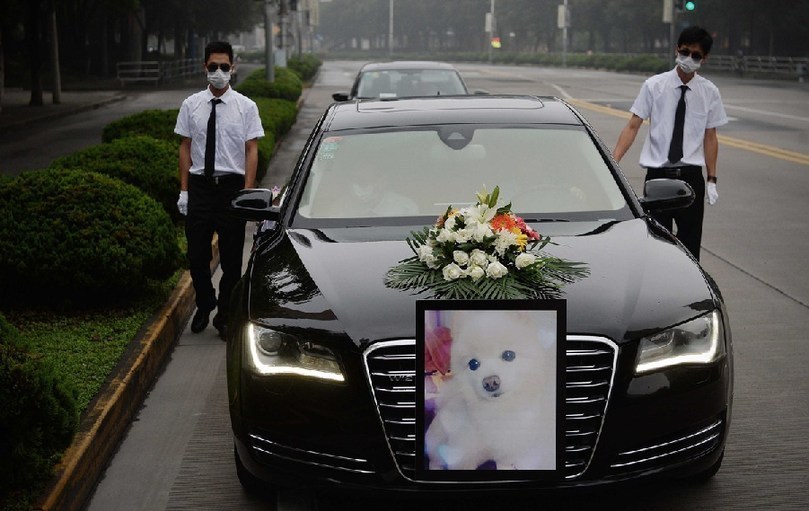 著寵物狗靈柩的車隊緩緩開往悼念室。