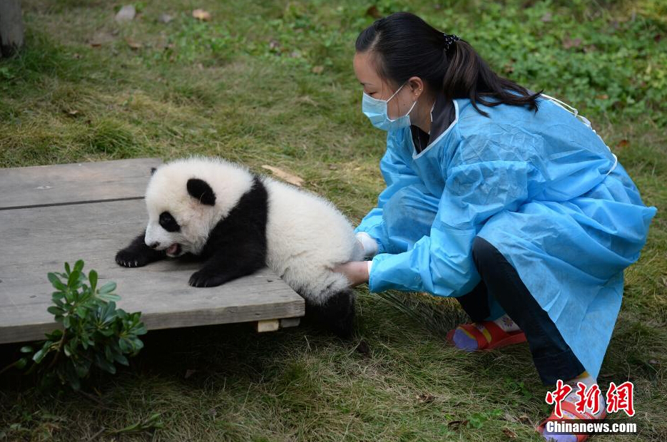 一名飼養(yǎng)員正幫助一只小大熊貓練習攀爬。