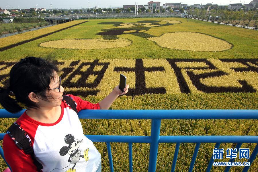 10月25日，游客在觀景臺(tái)上觀賞“米老鼠”稻田畫。