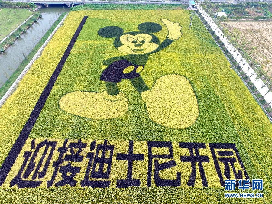 10月25日，游客在觀景臺(tái)上觀賞“米老鼠”稻田畫。