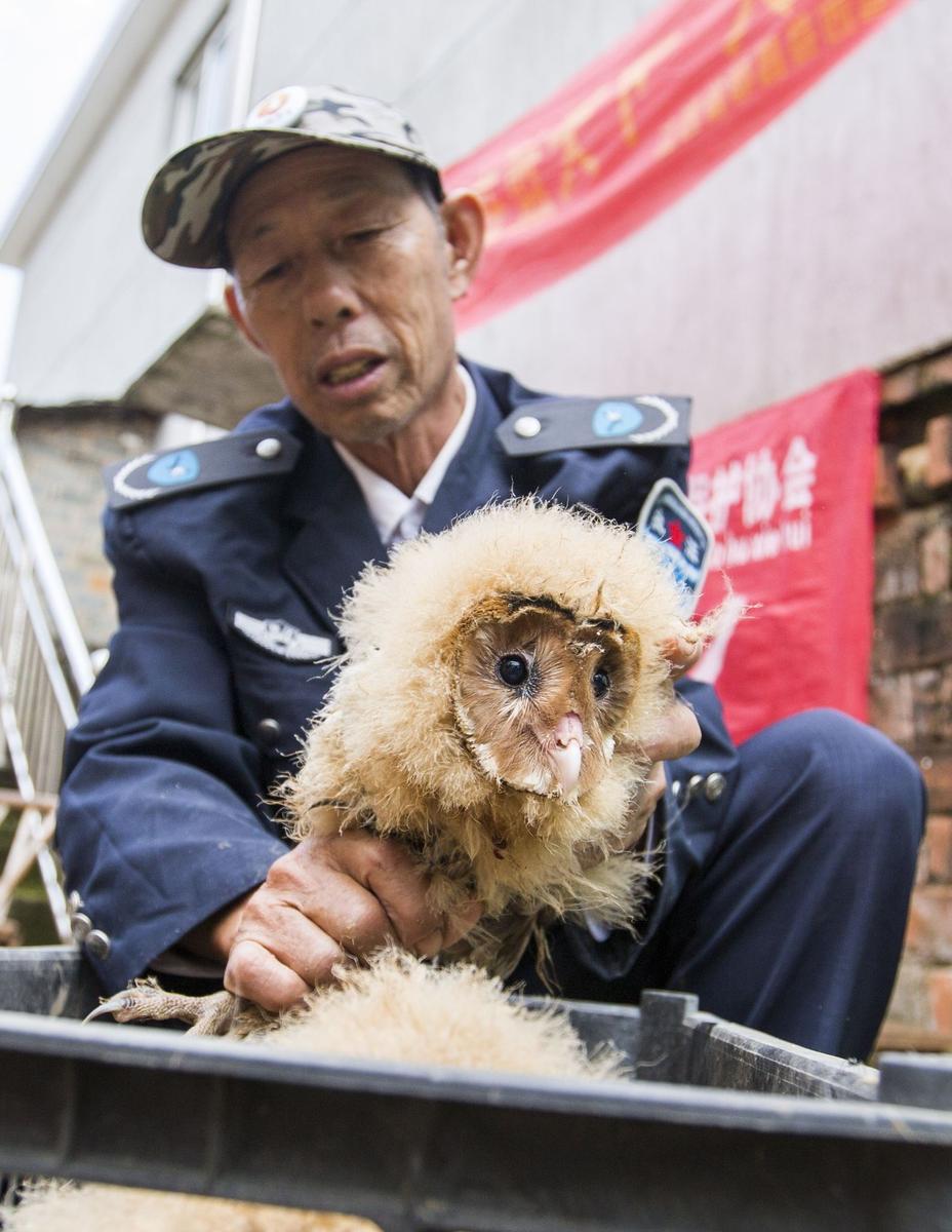 這5只雛鳥長得既像貓頭鷹，又像老鷹，危億玲和她丈夫便上網查詢，也沒查出來到底是什么動物。因為擔心這些雛鳥是保護動物，放在自己家里會養(yǎng)不好，危億玲便聯(lián)系上了都昌縣林業(yè)局野生動植物保護管理站。