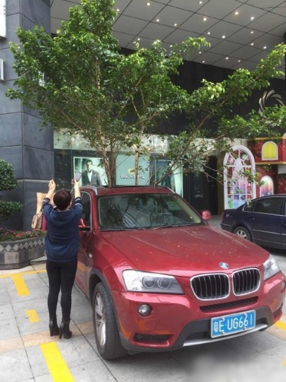 一輛停在停車(chē)位上的寶馬轎車(chē)，被墜落的樹(shù)枝砸中，樹(shù)枝徑直插入車(chē)內(nèi)，現(xiàn)場(chǎng)引發(fā)不少市民圍觀拍照。