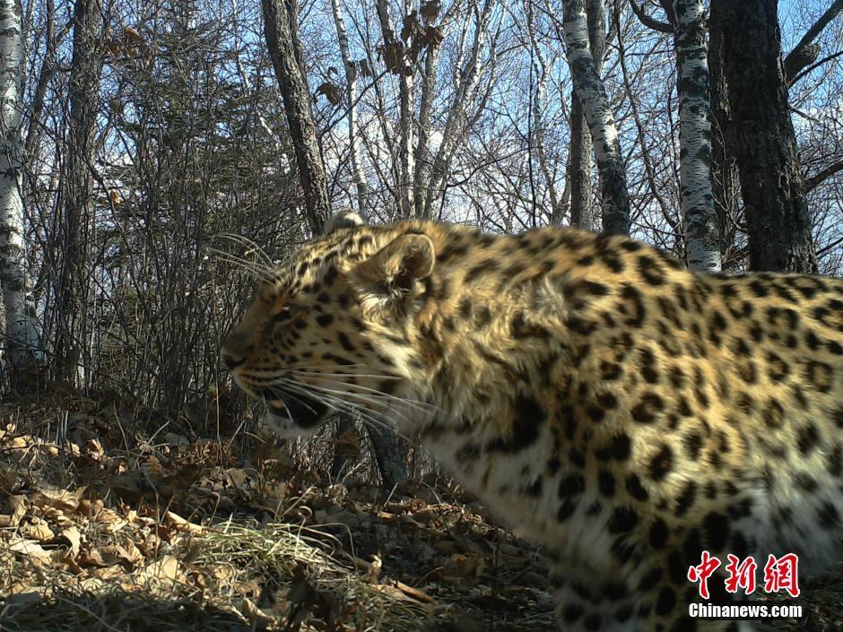 黑龍江老爺嶺保護(hù)區(qū)多次拍到野生東北虎、豹影像