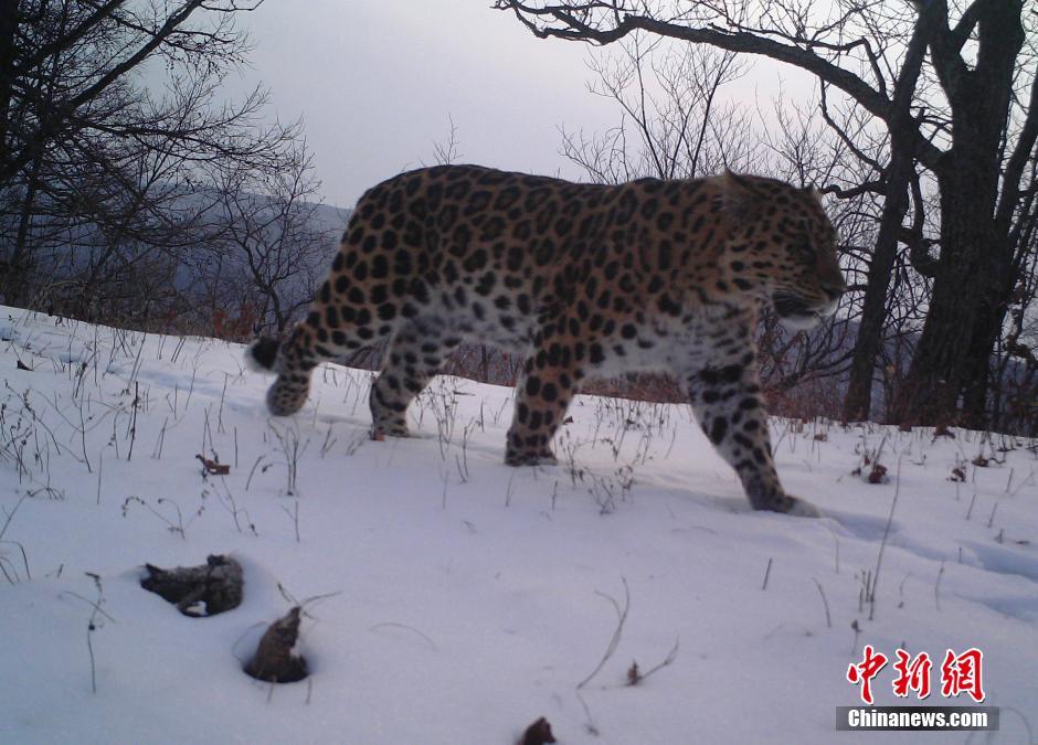 黑龍江老爺嶺保護(hù)區(qū)多次拍到野生東北虎、豹影像