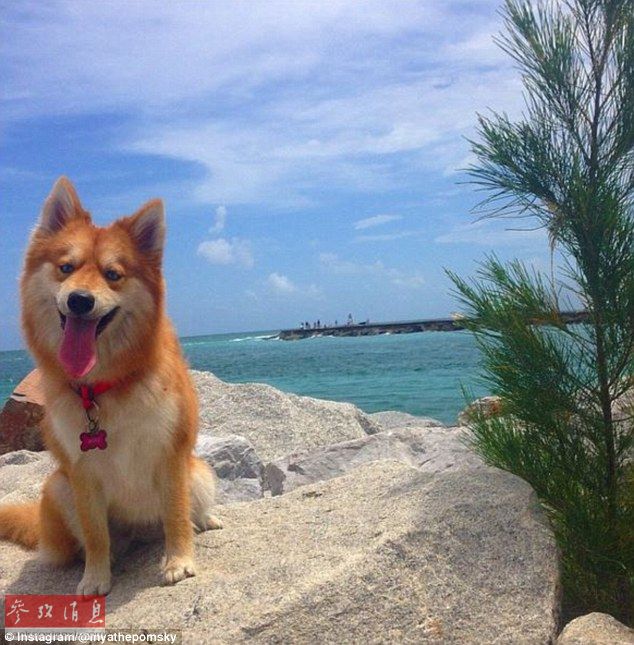 狐貍還是狗？藍(lán)眼睛萌寵走紅網(wǎng)絡(luò)