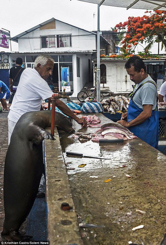厄瓜多爾海獅成魚攤“?？汀?排隊(duì)“買”金槍魚