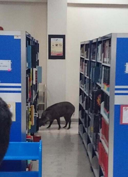 野豬進入圖書館后開始四處“閑逛”。