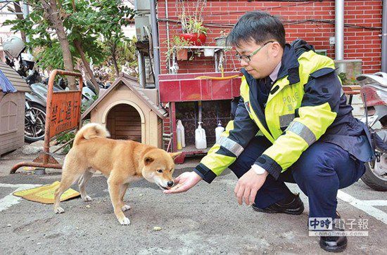 圖中這只柴犬生性好動，逢人就搖起臀部及尾巴