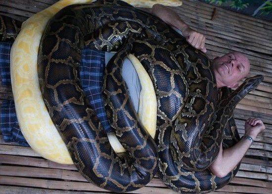 菲律賓一家動物園為游客提供蟒蛇按摩服務(wù)。