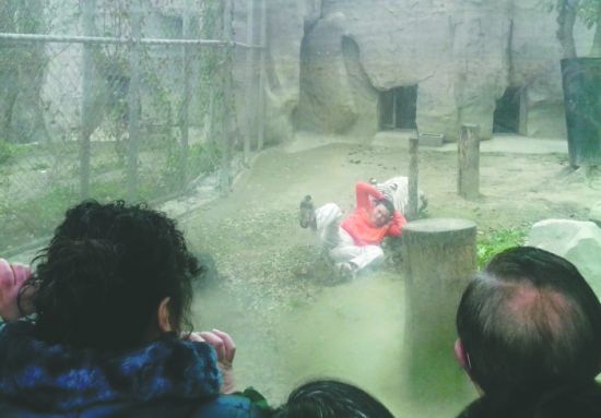 昨日，成都動物園，男子進(jìn)入白虎活動區(qū)后被白虎拖行。動物園出動50多人成功營救下他