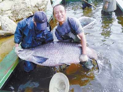 河南水庫捕到147斤重大青魚，長(zhǎng)1.76米。