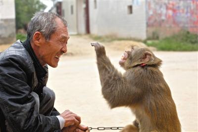 10月13日，新野縣鮑灣村耍猴人楊林貴蹲在家門口和自己的猴子玩耍。楊林貴，耍猴近三十年。