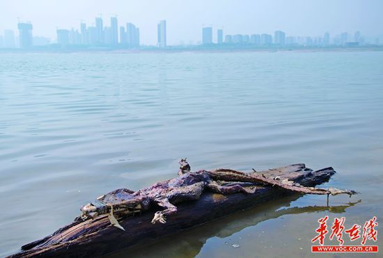 23日上午，瀏陽河與湘江交匯的地方發(fā)現(xiàn)了一條鱷魚的尸骸。