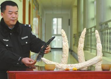 1月5日，辦案民警展示擋獲的犀牛角、盔犀鳥頭、象牙制品。
