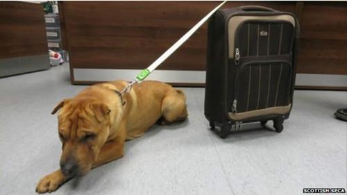 這只雄性的雜交沙皮犬被連同行李箱被拴在火車站外的欄桿上。