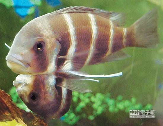這對(duì)連體魚上面的哥哥體型較大，約是下面弟弟的2倍