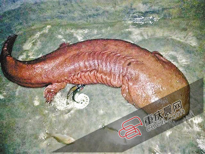 巫山抱龍鎮(zhèn)的超級(jí)娃娃魚。