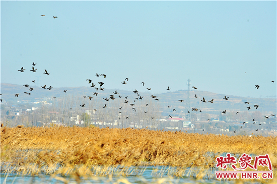 　　小浪底景區(qū)第五屆“觀鳥(niǎo)季”開(kāi)幕