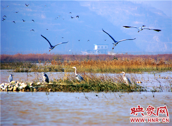 　　小浪底景區(qū)第五屆“觀鳥(niǎo)季”開(kāi)幕