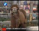 駱駝肉當(dāng)街叫賣合法？