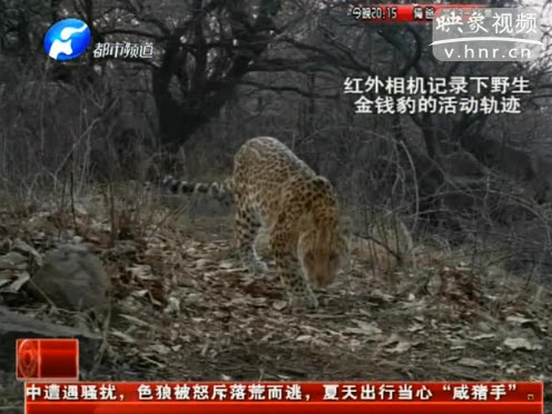 萌萌噠！濟源首次拍到金錢豹