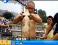 黃河“流魚(yú)”圍捕1米大魚(yú)