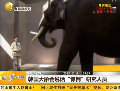韓國(guó)大象說(shuō)話 研究人員分析稱(chēng)太寂寞