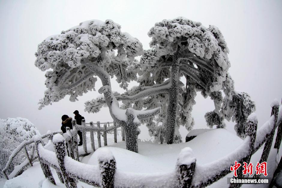 12月18日，雪后的安徽黃山風景區(qū)出現(xiàn)了大面積雪凇美景，銀裝素裹，玉樹瓊枝，游人置身其間，如醉如癡。